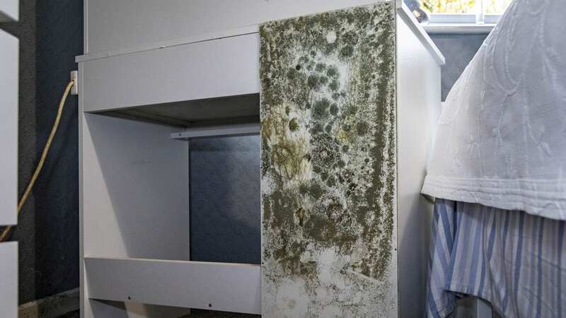 Nearly one in four Brits have found mould in their homes (Image: SWNS)