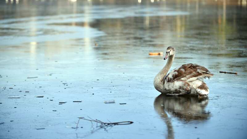 There is set to be more freezing weather over the weekend (Image: WalesOnline/Rob Browne)