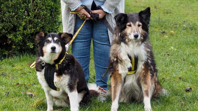 The doggy duo are thought to be the rescue centre