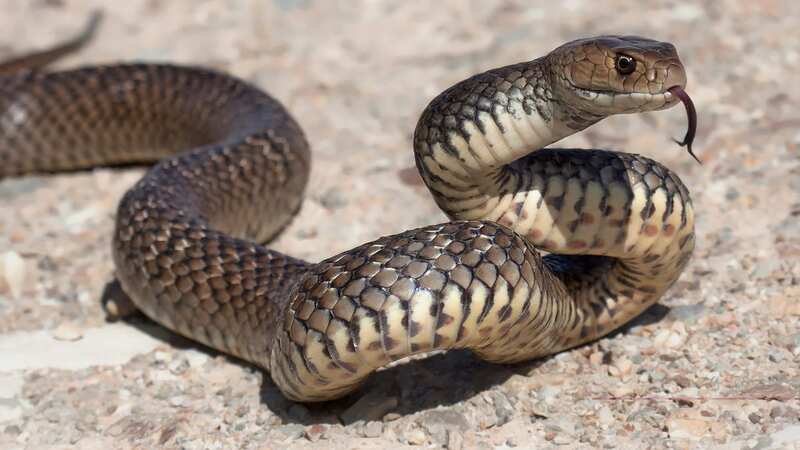 The Eastern Brown snake - one of the most lethal serpents in the world - is expected to have been the culprit (Image: Getty Images/RooM RF)