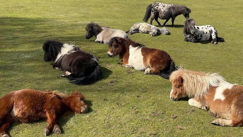Loving homes are needed for the animals due to the closure (Image: The Miniature Pony Centre)