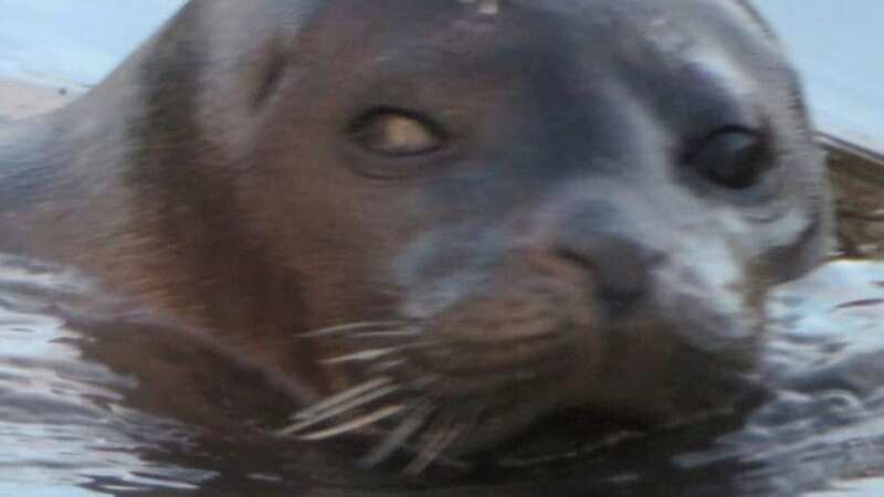 Nelson the hungry seal has sadly died (Image: Nick North / SWNS)