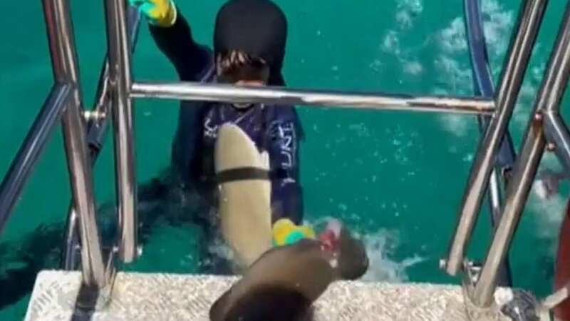 Young Manni came away with just a scratch after being attacked by a shark (Image: TikTok)