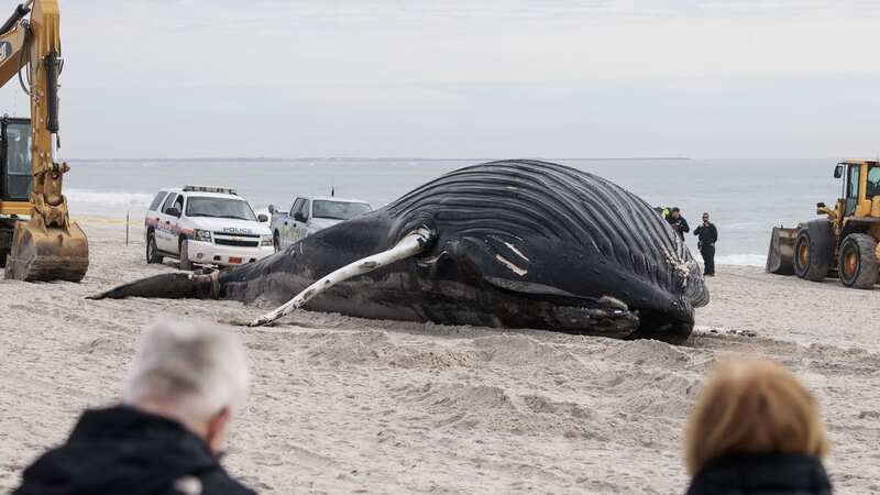 The 35-foot humpback whale sadly died after becoming stranded on a Long Island beach (Image: JUSTIN LANE/EPA-EFE/REX/Shutterstock)