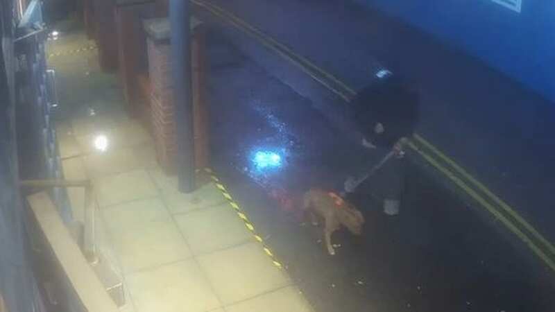 Hunt for dog owner after woman mauled in street and left needing 70 stitches
