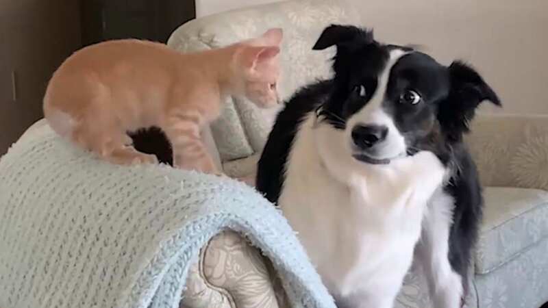 Pooch terrified of of five-week-old kittens learns to become 