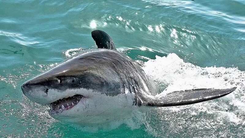 Great white shark (Image: Marine Dynamics/Dyer Island Conservation Trust)