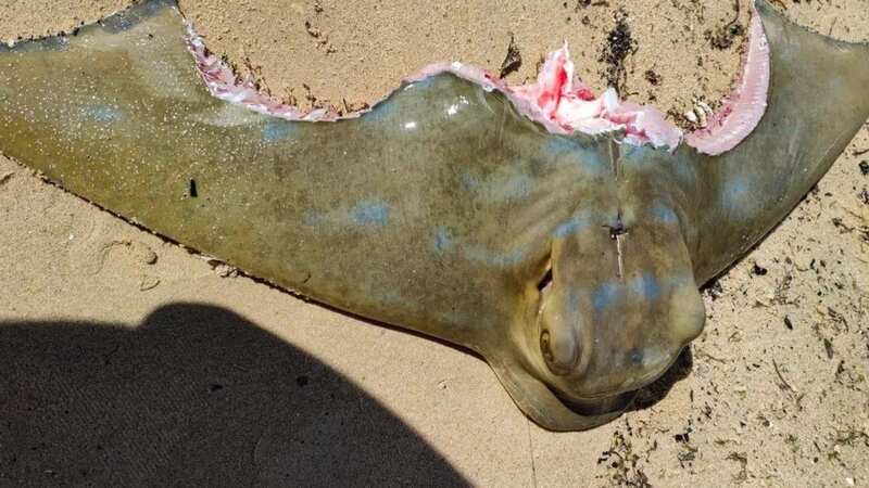 The carcass of the stingray had two massive bites missing from each side of its body (Image: Liam Kenny)