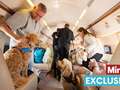 Pampered pooches on UK's first private jets for pets airline ready for take-off eiqrkiqrziqeeinv