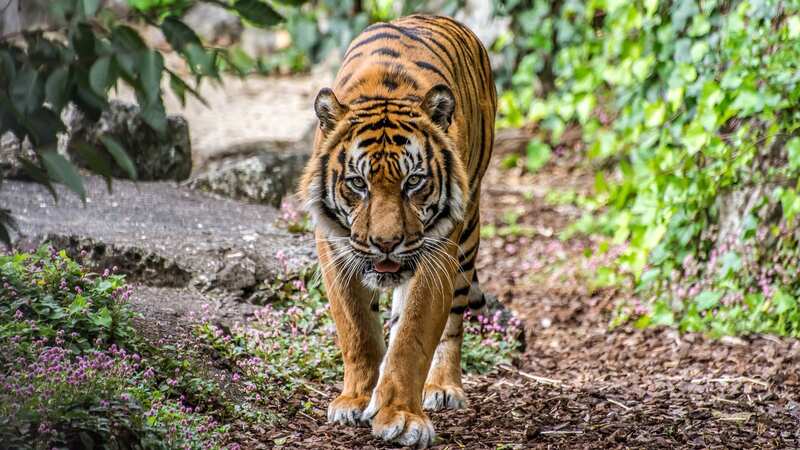 The Sumatran tiger is critically endangered - with experts fearing there are only 400 left in the wild (Image: Getty Images)