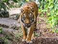 Tiger attacks two people in five days as soldiers called in to hunt down big cat eiqduidxiqtqinv