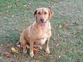 Vets' warning over deadly Alabama rot after beloved Labrador dies from disease