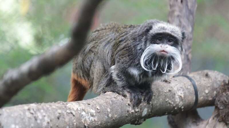 Two emperor tamarin monkeys went missing, feared abducted (Image: Dallas Zoo/AFP via Getty Images)