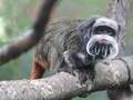 Monkeys missing from zoo after mysterious break in found in abandoned home eiqdiqteiqukinv