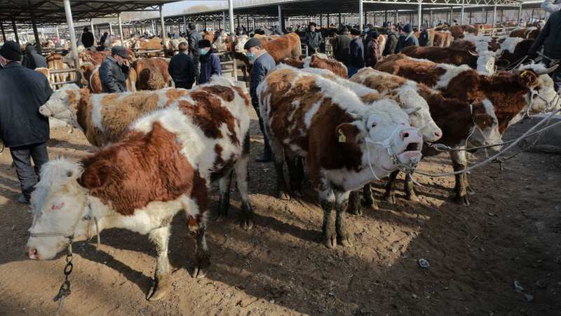 Chinese scientists have allegedly cloned cows that can make much larger amounts of milk (Stock Image) (Image: VCG via Getty Images)