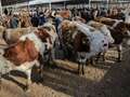 China claims to have cloned three 'super cows' that can produce more milk qhiquqiddeiqdeinv