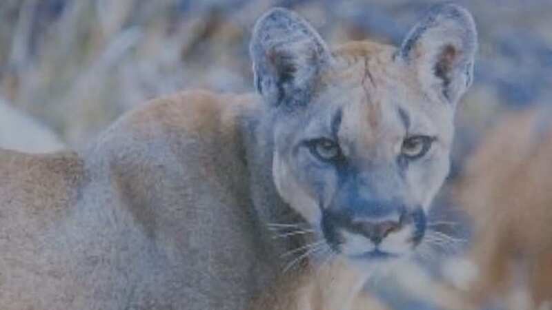 Savage mountain lion mauls child playing in park in rare attack on human