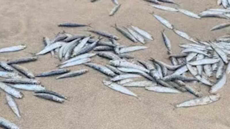 Mystery as hundreds of tiny fish wash up dead on UK beach leaving locals baffled