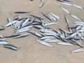 Mystery as hundreds of tiny fish wash up dead on UK beach leaving locals baffled eiqrtieriqeinv