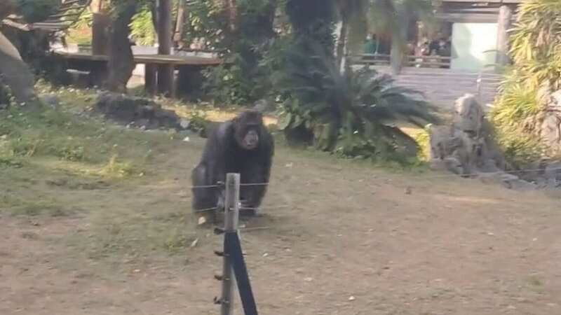The angry chimp about to throw a bottle at the girl (Image: AsiaWire)