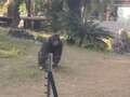 Furious chimp launches bottle at girl filming him leaving her bleeding at zoo tdiqtiqedireinv