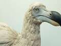 Scientists plan to ‘de-extinct’ the Dodo and release it back into the wild eideiqzeiderinv