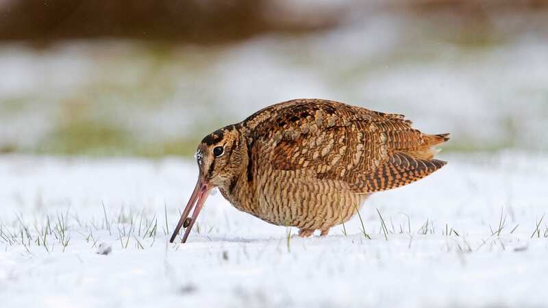 The woodcock got the British Trust for Ornithology into trouble on Twitter (Image: Arterra/Universal Images Group via Getty Images)
