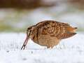 Bird charity banned from Twitter for repeatedly posting woodcock photos eiqtiqreihqinv