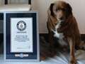 Bobi the farm dog breaks world record as oldest pooch to ever exist at 30 qhidquidtiddxinv