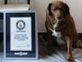 Bobi the farm dog breaks world record as oldest pooch to ever exist at 30 qhiqquiqrziqdzinv