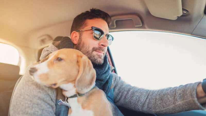 Driving with a pet pooch is allowed but certain precautions must be followed (Image: Getty Images)