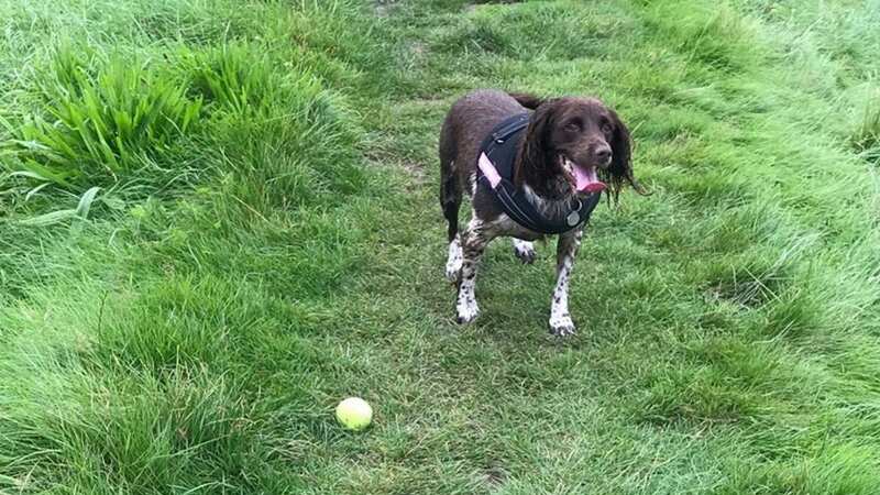 Missing mum may have fallen in river retrieving dog