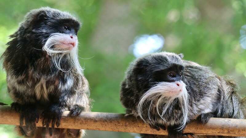 Two emperor tamarin monkeys went missing (Image: Dallas Zoo)