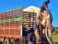 Elephant forced to entertain tourists for 40 years is finally freed eiqeuihhiddinv