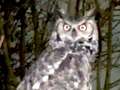 Vicious owl terrorises kids and pensioners - and residents 'fear leaving home'