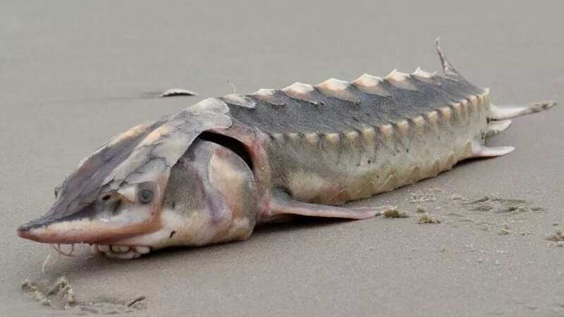 A photographer was baffled after he found this bizarre fish washed up on a beach (Image: ALLEN SKLAR)
