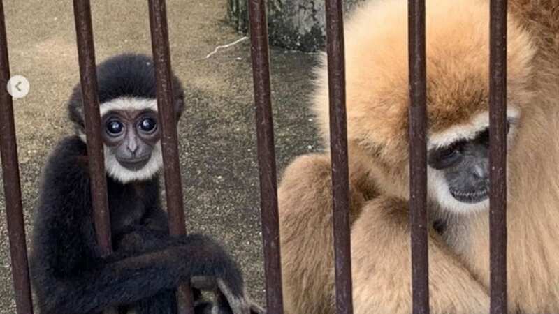 Momo with her baby gibbon (Image: Instagram)
