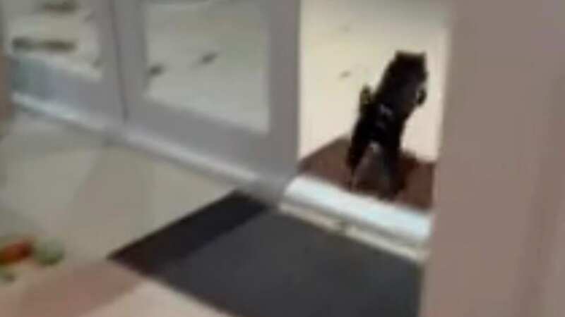 Tasmanian devil gives woman fright of her life after thinking it was dog toy