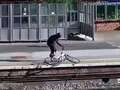 Watch yobs hurl bike onto train tracks - risking major rail derailment qhiddrixdiqqhinv
