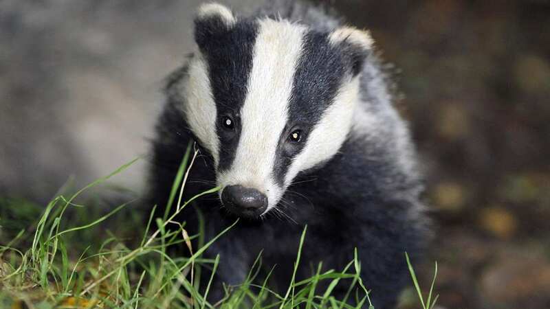 Badgers are culled to stop the spread of TB (Image: PA)