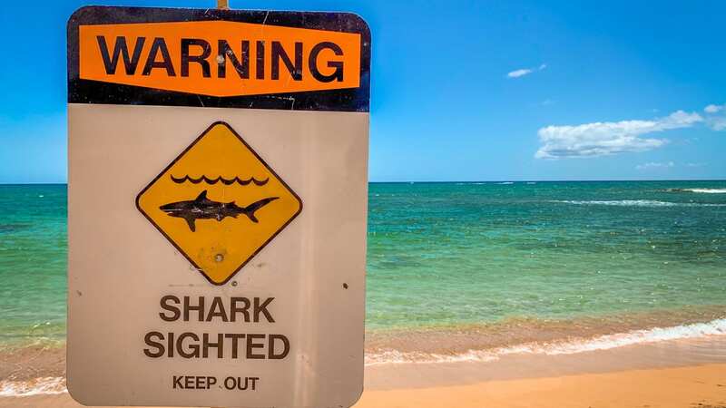 The place where most shark attacks took place in 2022 has been calculated (Image: Getty Images/iStockphoto)