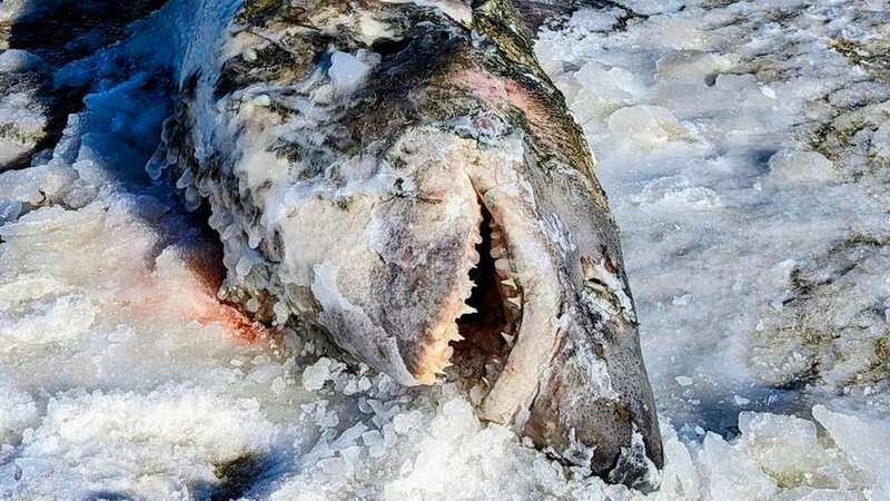 Frozen shark on beach during cold blast in sub-zero conditions (Image: Jam Press/@capeimagesbyamie/LOCAL NEWS X/TMX)