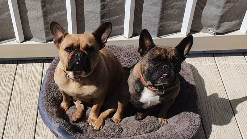 French bulldogs Lila and Phab were found dead in a hot car when temperatures rose to more than 20C (Image: RSPCA)