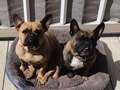 French bulldogs die after pet sitter leaves them in car on hot day with no water