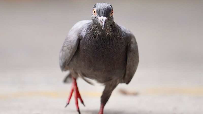 Pigeons are not bird-brained, say experts (Image: Getty Images/500px)