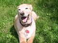 Incredible hunt for dog who'd die in 23 days without injection now a Netflix hit eiqehiqkhiqkqinv