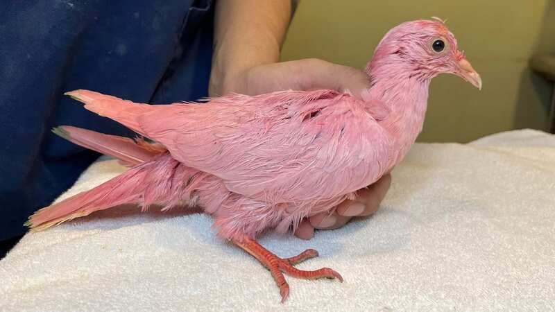 Flamingo the pigeon was dyed pink for a gender reveal party (Image: Facebook/wildbirdfund)
