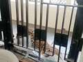 Leopard breaks into court and injures several people before being locked in cage qhiqhuiqhdidqrinv