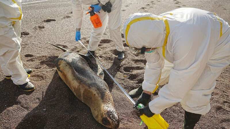 Scientists in Peru inspect a dead sea lion while monitoring for cases of birds and sea lions affected by avian influenza (Image: SERNANP/AFP via Getty Images)