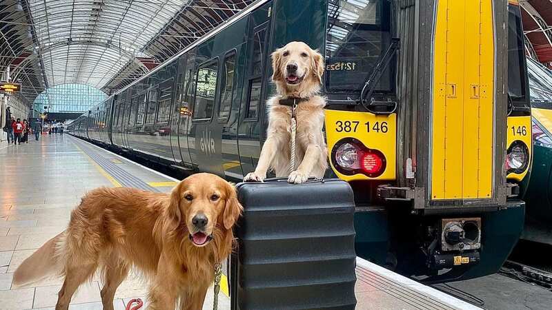 Sometimes a cuddle from a pooch on your commute is all your need to smile